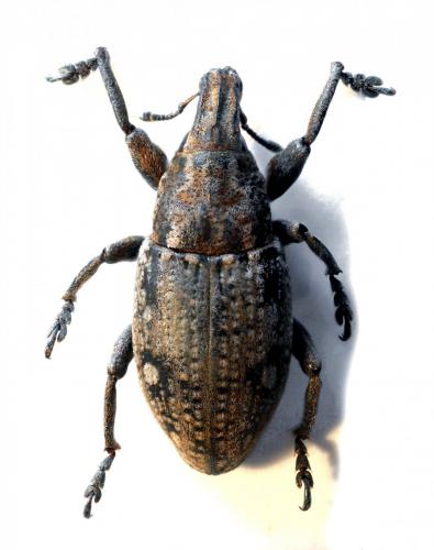 Leucophyes occidentalis